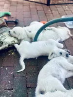 Snuggles, a female Anatolian Shepherd Dog and Great Pyrenees for sale in Ione, CA – 5 of 5