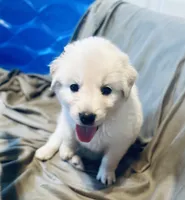 Olive Oyle, a female Anatolian Shepherd Dog and Great Pyrenees for sale in Ione, CA – 4 of 5