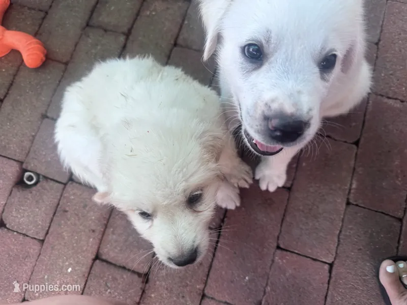 DC – Anatolian Shepherd Dog, Great Pyrenees puppy for sale in Ione, CA