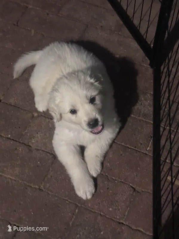 Olive Oyle – Anatolian Shepherd Dog, Great Pyrenees puppy for sale in Ione, CA