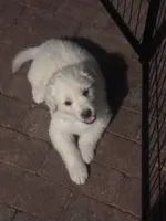 Olive Oyle, a female Anatolian Shepherd Dog and Great Pyrenees for sale in Ione, CA – 1 of 5