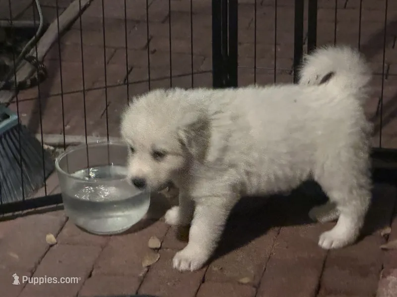 Sloth – Anatolian Shepherd Dog, Great Pyrenees puppy for sale in Ione, CA
