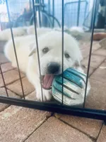 Snuggles, a female Anatolian Shepherd Dog and Great Pyrenees for sale in Ione, CA – 3 of 5