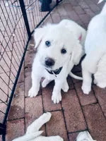 Obi one toe Canobi , a male Anatolian Shepherd Dog and Great Pyrenees for sale in Ione, CA – 4 of 6