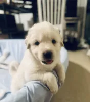 Popeye, a male Anatolian Shepherd Dog and Great Pyrenees for sale in Ione, CA – 2 of 3