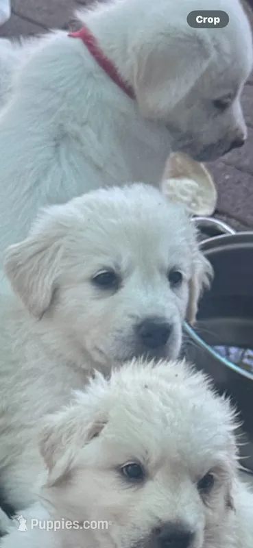 Cowgirl – Anatolian Shepherd Dog, Great Pyrenees puppy for sale in Ione, CA