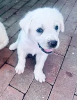 DC, a male Anatolian Shepherd Dog and Great Pyrenees for sale in Ione, CA – 2 of 2