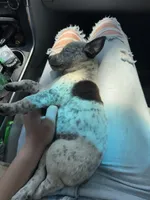 N/A, a female Australian Cattle Dog for sale in Bay Minette, AL – 3 of 3
