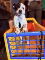 N/A, a female Australian Cattle Dog for sale in Bay Minette, AL – 2 of 3
