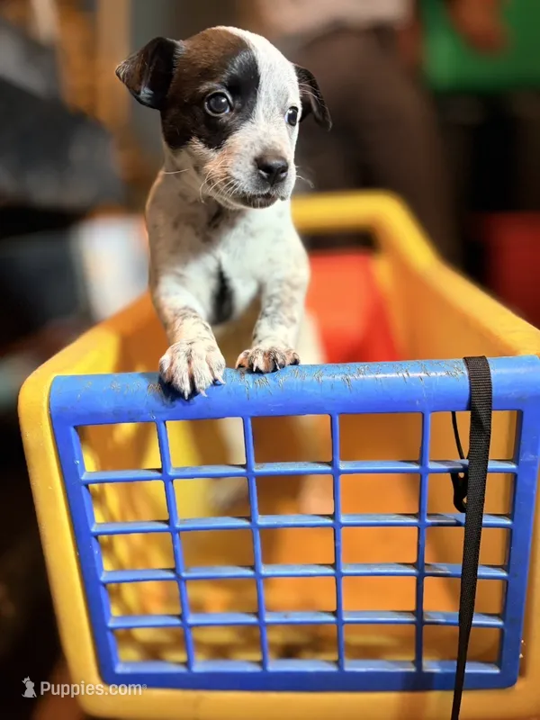 N/A – Australian Cattle Dog puppy for sale in Bay Minette, AL