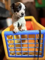 N/A, a female Australian Cattle Dog for sale in Bay Minette, AL – 1 of 3