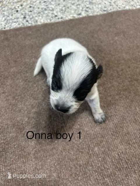 ONNA BOY 1 – Australian Cattle Dog puppy for sale in Bradford, IL