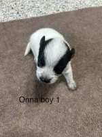ONNA BOY 1, a male Australian Cattle Dog for sale in Bradford, IL – 1 of 1