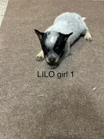 LILO GIRL 1, a female Australian Cattle Dog for sale in Bradford, IL – 1 of 1