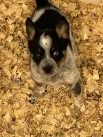 SPIRIT GIRL 1 (1blue eye), a female Australian Cattle Dog and Australian Shepherd for sale in Bradford, IL – Photo 5 of 5