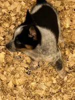 SPIRIT GIRL 1 (1blue eye), a female Australian Cattle Dog and Australian Shepherd for sale in Bradford, IL – Photo 4 of 5