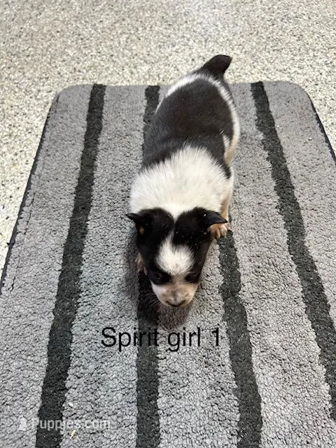 SPIRIT GIRL 1 – Australian Cattle Dog, Australian Shepherd puppy for sale in Bradford, IL