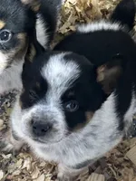SPIRIT GIRL 1 (1blue eye), a female Australian Cattle Dog and Australian Shepherd for sale in Bradford, IL – Photo 2 of 5