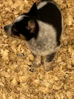 SPIRIT GIRL 1 (1blue eye), a female Australian Cattle Dog and Australian Shepherd for sale in Bradford, IL – Photo 3 of 5