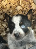 SPIRIT GIRL 1 (1blue eye), a female Australian Cattle Dog and Australian Shepherd for sale in Bradford, IL – Photo 1 of 5