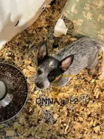 ONNA GIRL 2, a female Australian Cattle Dog for sale in Bradford, IL – 2 of 2