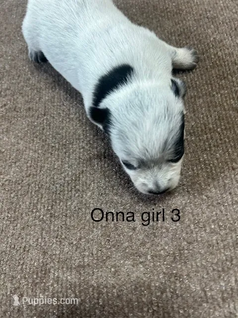 ONNA GIRL 2 – Australian Cattle Dog puppy for sale in Bradford, IL