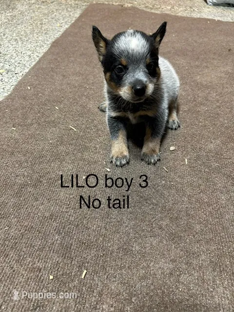 LILO BOY 3 – Australian Cattle Dog puppy for sale in Bradford, IL