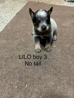 LILO BOY 3, a male Australian Cattle Dog for sale in Bradford, IL – 1 of 1