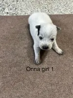 ONNA BOY 2, a male Australian Cattle Dog for sale in Bradford, IL – 4 of 6