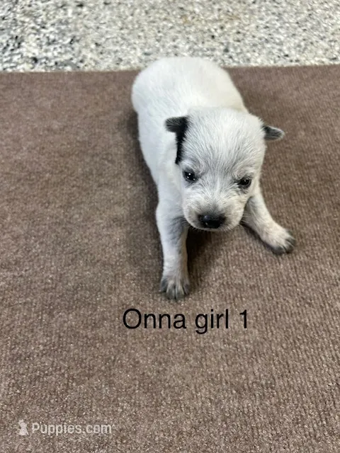 ONNA GIRL 1 – Australian Cattle Dog puppy for sale in Bradford, IL