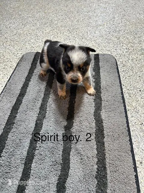 SPIRIT BOY 2 – Australian Cattle Dog, Australian Shepherd puppy for sale in Bradford, IL