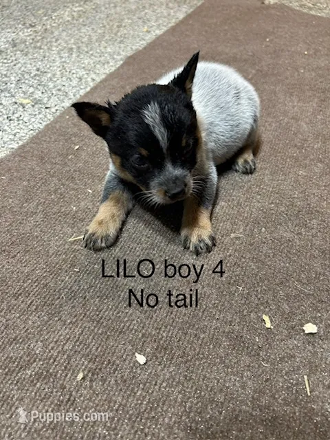 LILO BOY 4 – Australian Cattle Dog puppy for sale in Bradford, IL