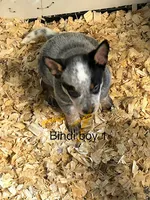 Bindi boy 1, a male Australian Cattle Dog for sale in Bradford, IL – 1 of 1
