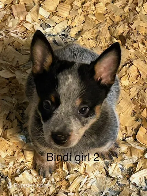 Bindi girl 2 – Australian Cattle Dog puppy for sale in Bradford, IL