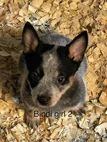 Bindi girl 2, a female Australian Cattle Dog for sale in Bradford, IL – 1 of 1