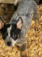 Bindi girl 1, a female Australian Cattle Dog for sale in Bradford, IL – 1 of 1