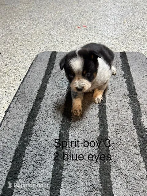 SPIRIT BOY 3- 2 BLUE EYES – Australian Cattle Dog, Australian Shepherd puppy for sale in Bradford, IL