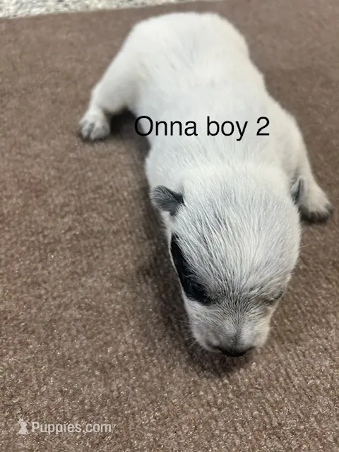 ONNA BOY 2 – Australian Cattle Dog puppy for sale in Bradford, IL
