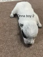 ONNA BOY 2, a male Australian Cattle Dog for sale in Bradford, IL – 1 of 6