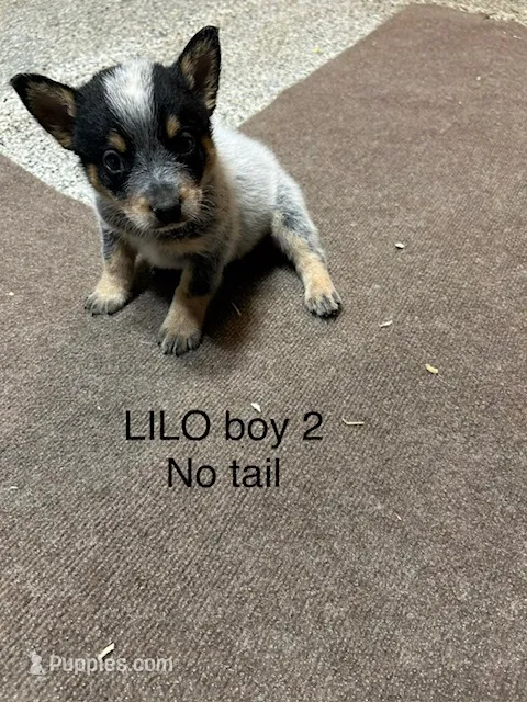 LILO BOY 2 – Australian Cattle Dog puppy for sale in Bradford, IL