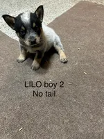 LILO BOY 2, a male Australian Cattle Dog for sale in Bradford, IL – 1 of 1