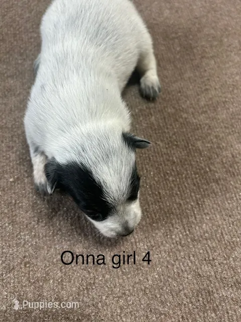 ONNA GIRL 4 – Australian Cattle Dog puppy for sale in Bradford, IL