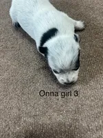 ONNA BOY 2, a male Australian Cattle Dog for sale in Bradford, IL – 6 of 6