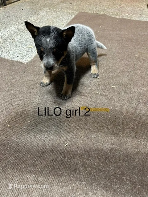 LILO GIRL 2 – Australian Cattle Dog puppy for sale in Bradford, IL