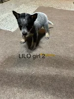 LILO GIRL 2, a female Australian Cattle Dog for sale in Bradford, IL – 1 of 1