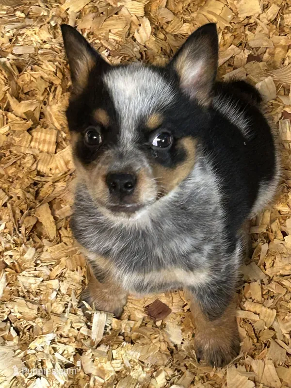 SPIRIT BOY 1 – Australian Cattle Dog, Australian Shepherd puppy for sale in Bradford, IL