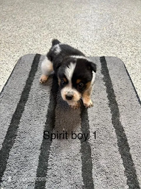 SPIRIT BOY 1 – Australian Cattle Dog, Australian Shepherd puppy for sale in Bradford, IL