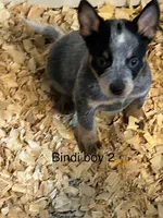 Bindi boy 2, a male Australian Cattle Dog for sale in Bradford, IL – 1 of 1