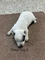 ONNA BOY 3, a male Australian Cattle Dog for sale in Bradford, IL – 2 of 2
