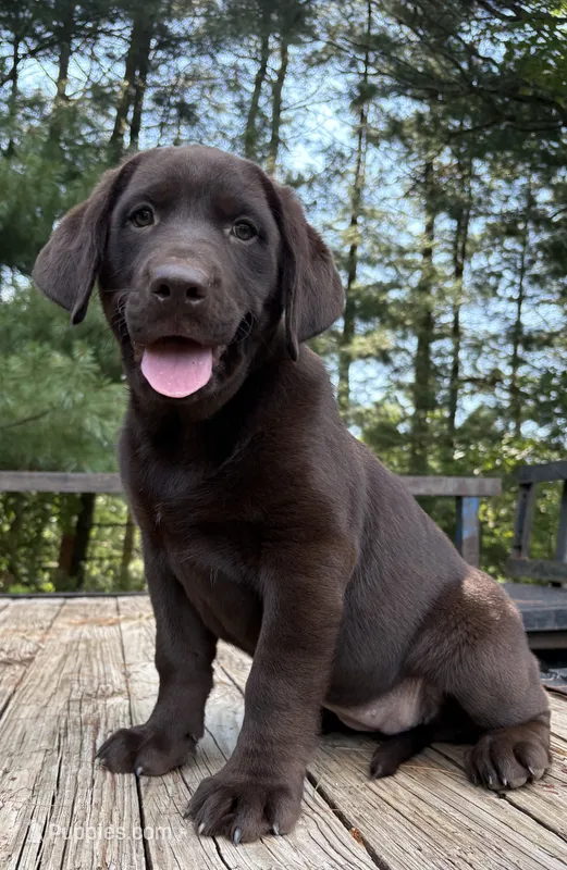 Brownie – Labrador Retriever puppy for sale in Navarre, OH